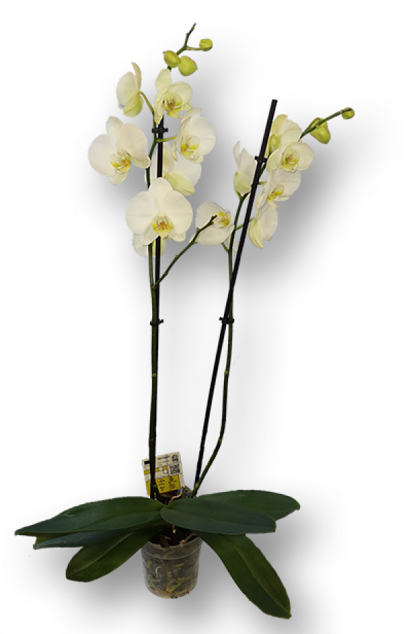 Orhidee alba ghiveci